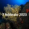 Biologia marina, corso on line, martedì 7 febbraio 2023