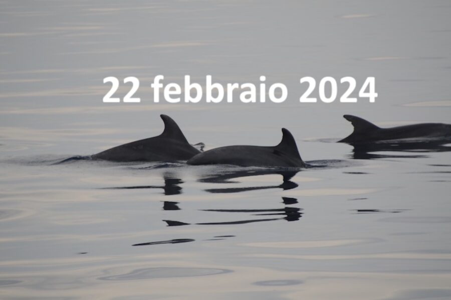I cetacei, biologia e riconoscimento delle specie – 22 febbraio 2024 – ore 21:00